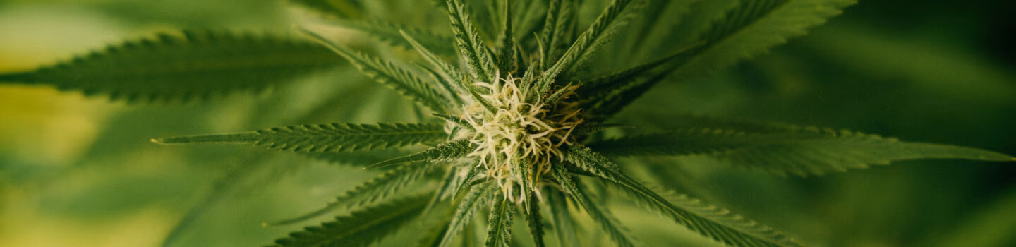 Craft Cannabis Products