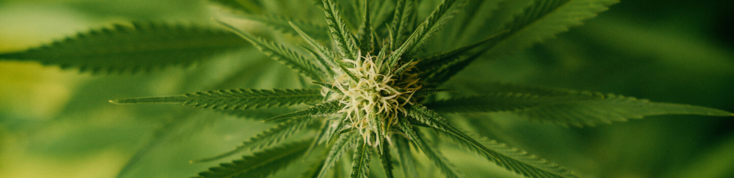 Craft Cannabis Products