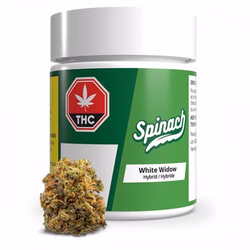 Spinach - White Widow