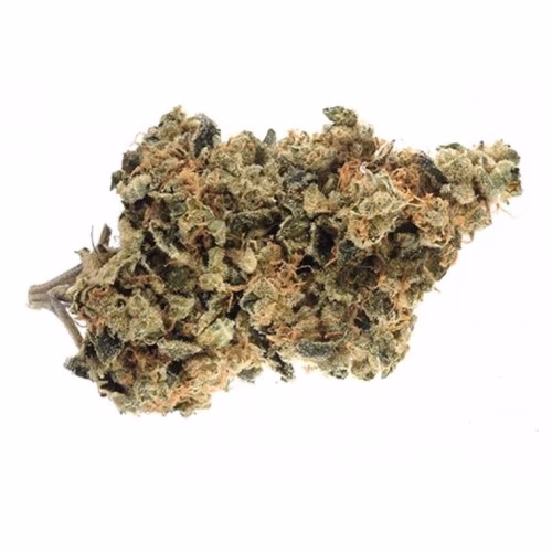 Royal High - Great White Shark
