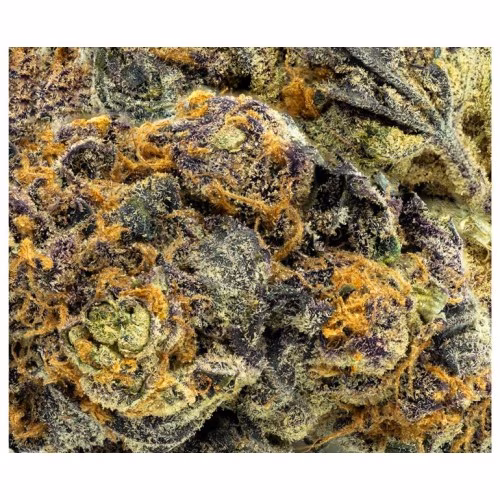 FIGR - Black Cherry Punch