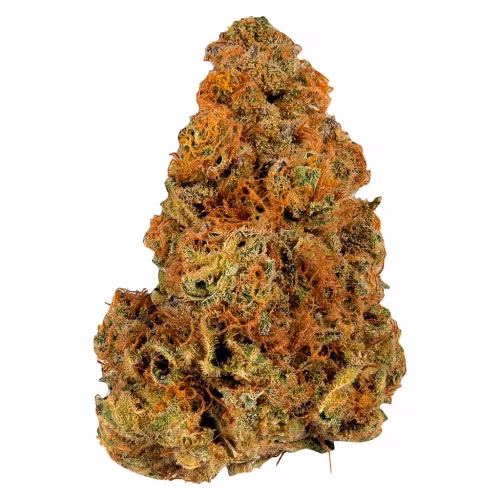 Ripped - Indica