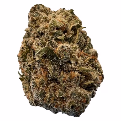 Versus - BC Purple Kush