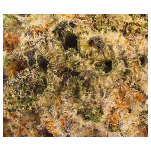 Palm Gardens Cannabis - Golden Sand Castles (GSC)