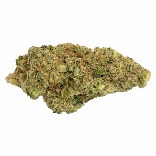BOLD - Gelato
