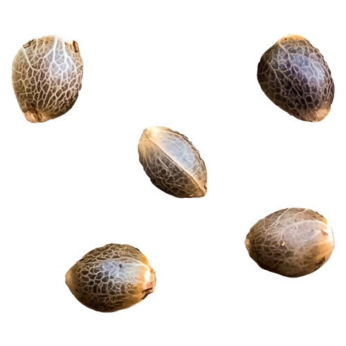 Greenherb - Pheno Hunt - Select Female Seeds