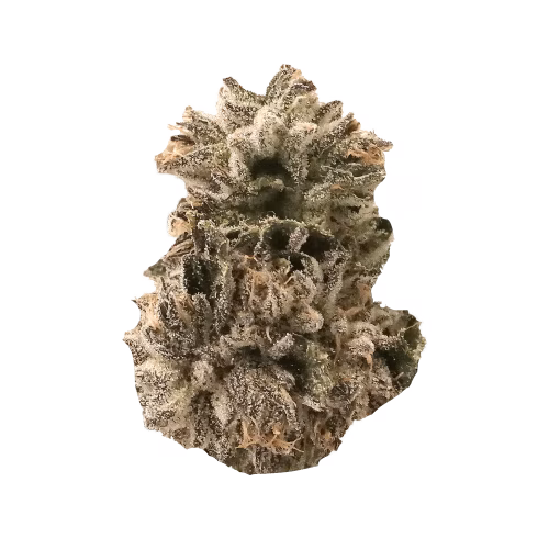 Benchmark Botanics Cannabis - Black Tuna