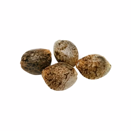 Pure Sunfarms - Headband Seeds