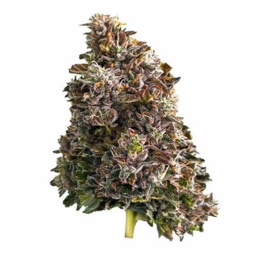 Strain Rec - BAZOOKA