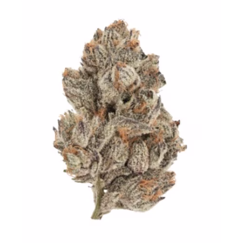 Crooked Dory - Northern Lights #5