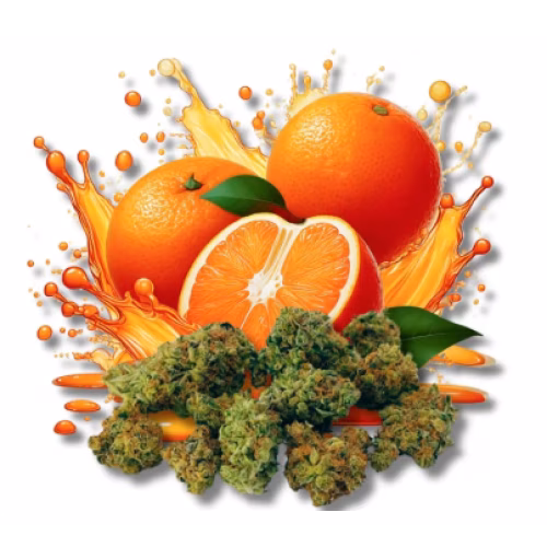 Dab Bods - Twisted Citrus Botanical Buds