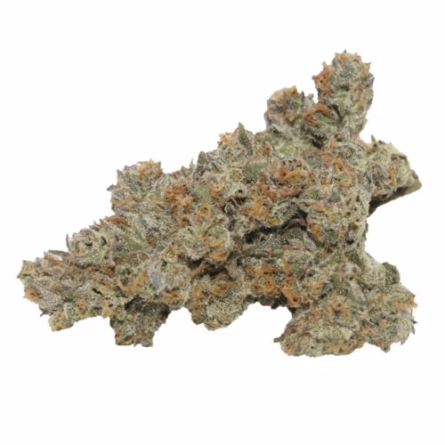 RC Supply Co. - Ghost OG