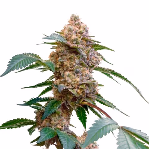 34 Street Seed Co - Pink Kush Feminized Seeds