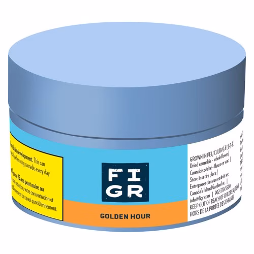FIGR - Golden Hour - Dried Flower