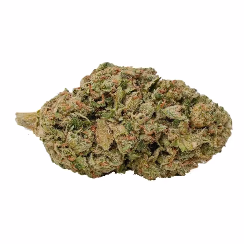 MELT - Biscotti Amnesia
