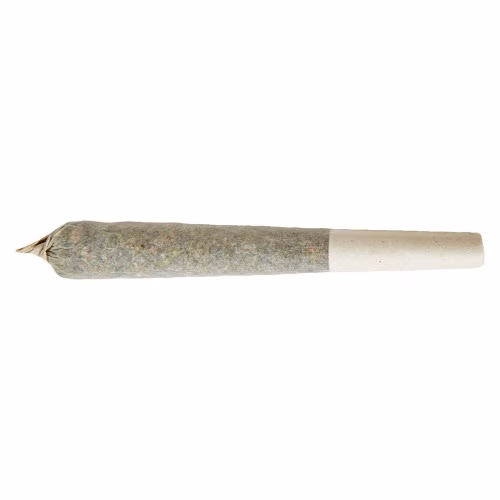 Sativa