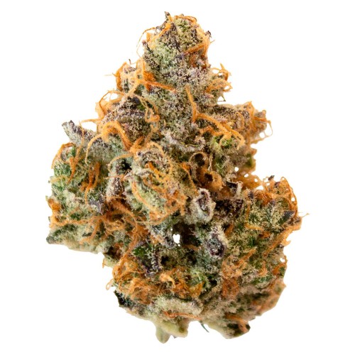 Pineapple Buds - Hawaiian Pineapple