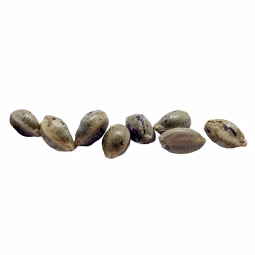 Weathered Islands Craft Cannabis - Durban Violette Feminized Seeds