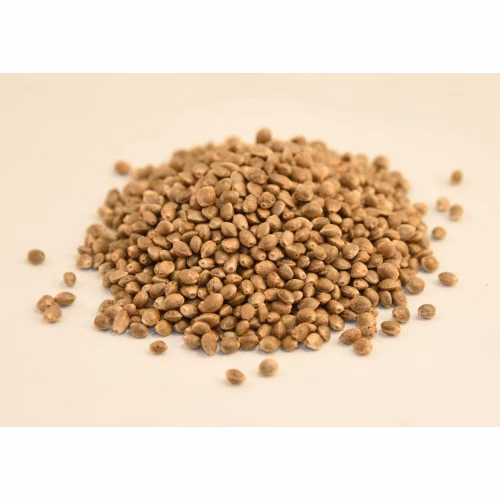 Jax Genetics - Jax Strait Blue