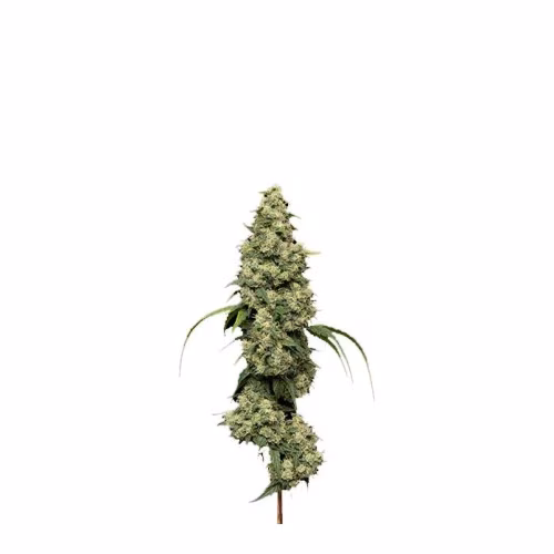 Coast Mountain Cannabis - BC Organic Pure Cake Skunk