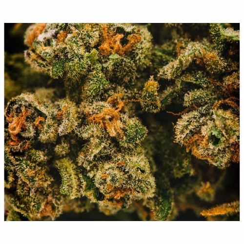 UP - Gelato 29