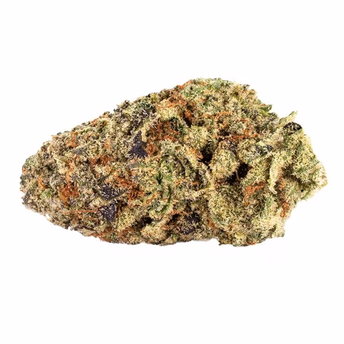 Reef Organic - Queen SanG