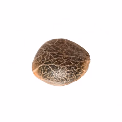 34 Street Seed Co - Power Kush Seeds