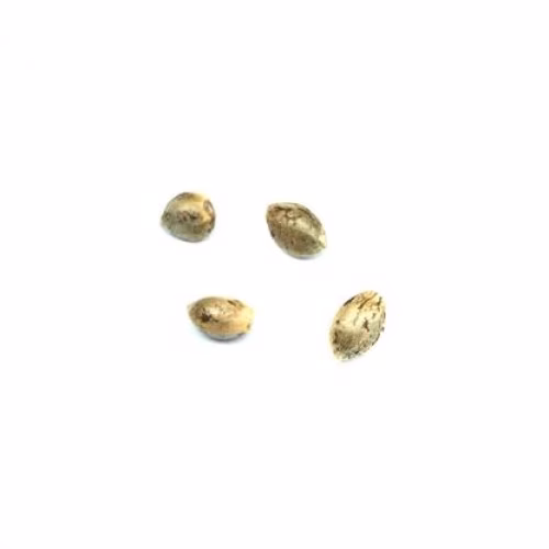 Pristine - Headband - 4 Seeds