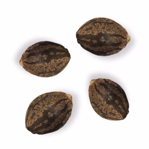 Weed Me - Northern Lights Seeds