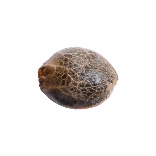34 Street Seed Co - Granddaddy Purps Seeds