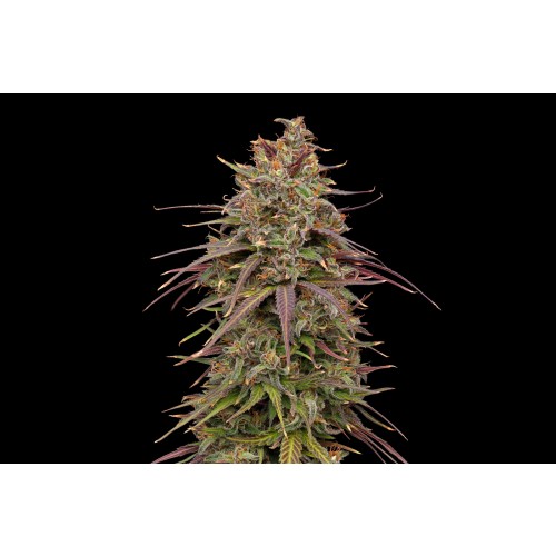 Growtown - Painted Lady CBD Flower