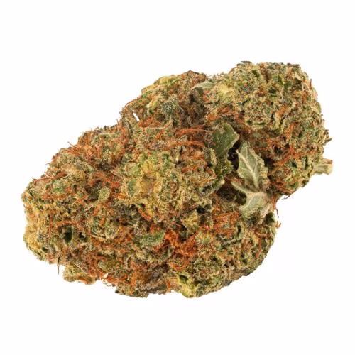 Daily Special - Daily Special Indica
