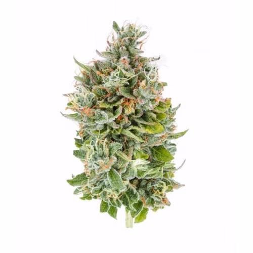 The Green Organic Dutchman - Organic Rockstar Tuna