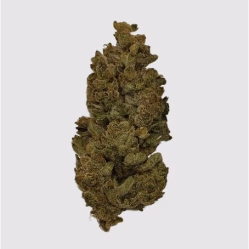 Elevator - Orange Cookies