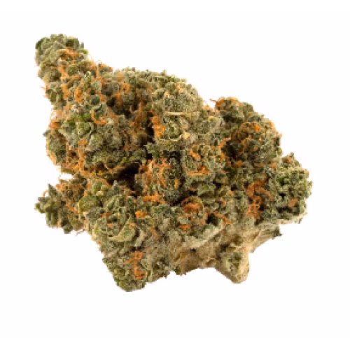 Palmetto - Jackpot - Sinaloa Gold