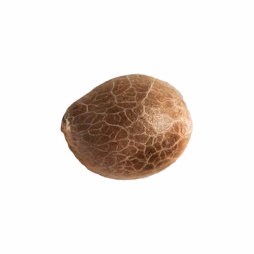 34 Street Seed Co - Jack Herer Seeds