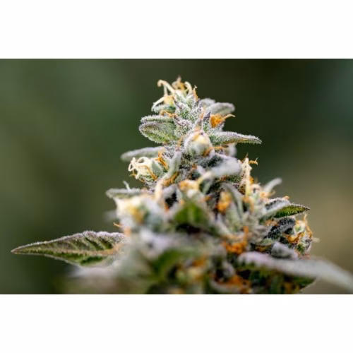 Simply Bare - BC Organic Island Pink Kush