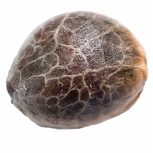 34 Street Seed Co - Error 404 Seeds