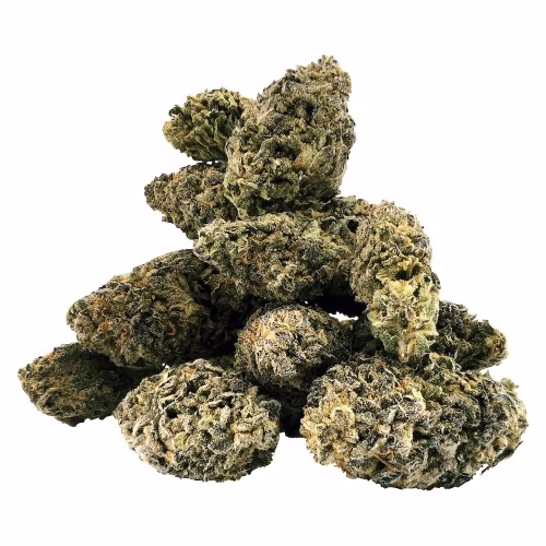 BC OZ - Tropical Infusion Craft Flower