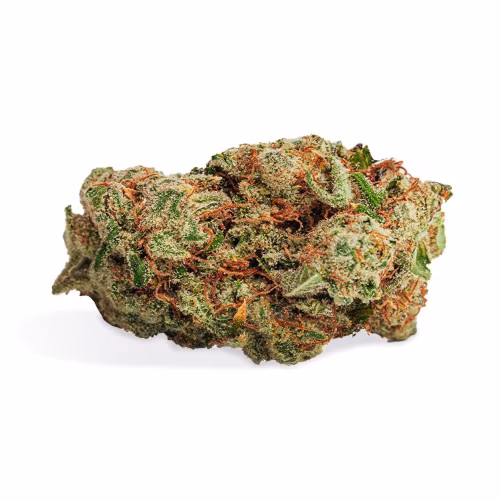 BOLD - Zktlz Glue