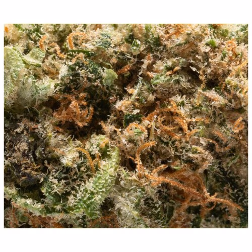 Good Buds - Dosi Melon