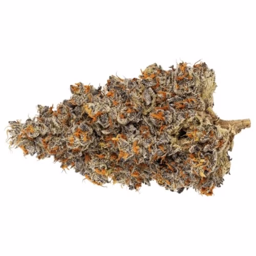Broken Coast - Platinum Garlic