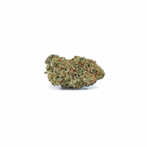 The Green Organic Dutchman - Organic Maple Kush