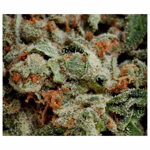 UP - Ghost Train Haze UP20