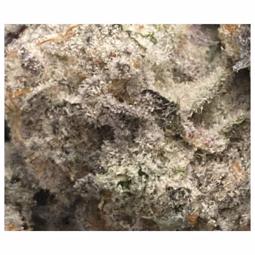 BC Black x Miracle Valley - Landslide