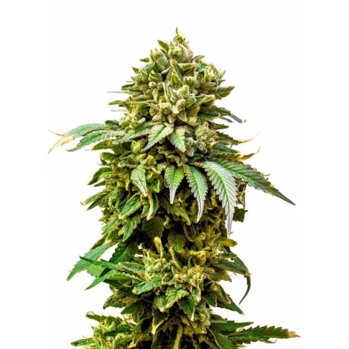 34 Street Seed Co - Chocolate Cake Seeds