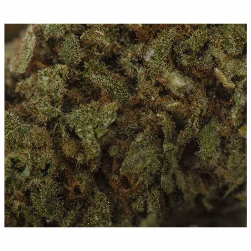 Original Stash - OS.Indica