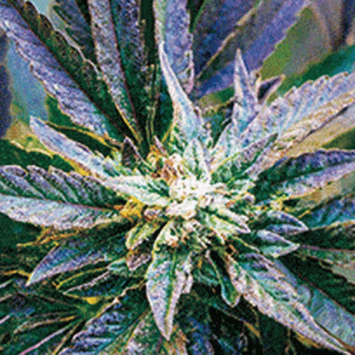 3D Weed Picture - Hangable