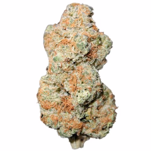 Jonny Chronic - Tropicanna