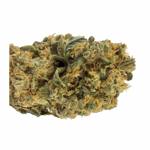 Elevator - Snow Bud